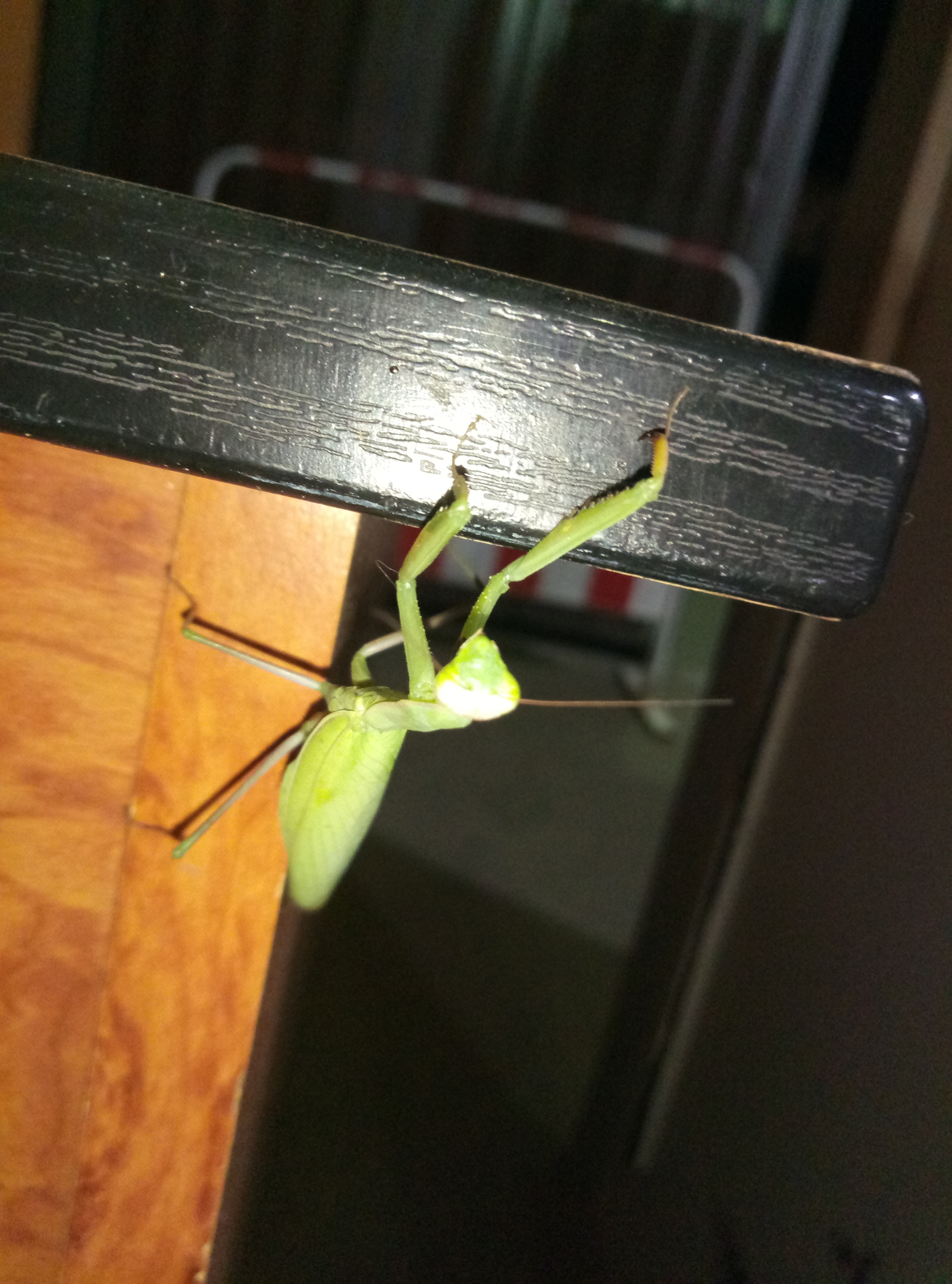 Unexpected guest - My, Mantis, Uninvited guests, Guests, My, Longpost