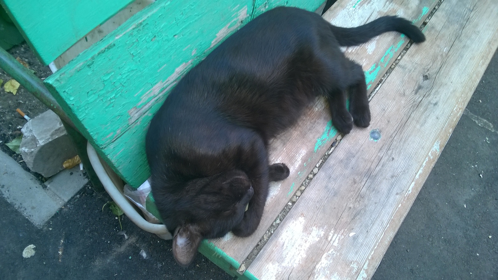 Walking home from work, stumbled upon a sleeping beauty) - My, Gorgeous, Kindness, cat