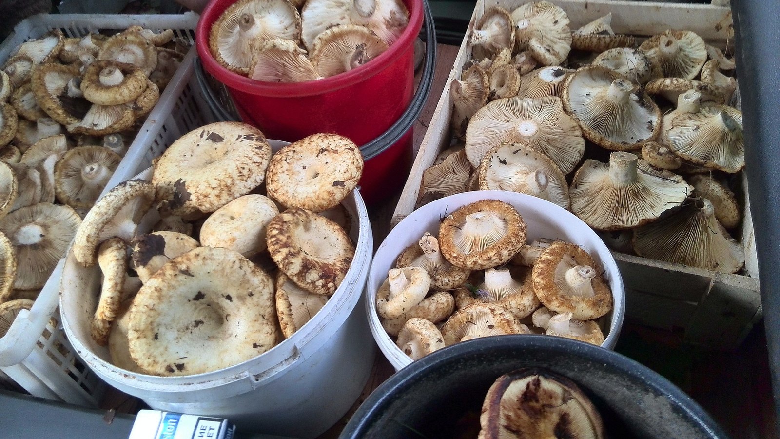 Mushrooms - My, Mushrooms, Lactarius, Forest