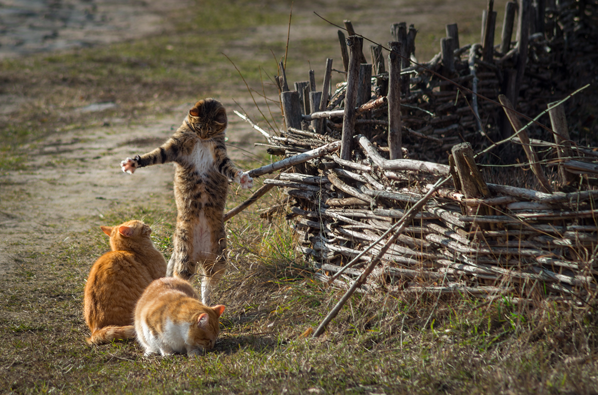 Рыбацкие байки. А я вчера вооот такую поймал! :) - Кот, Фото, Не мое