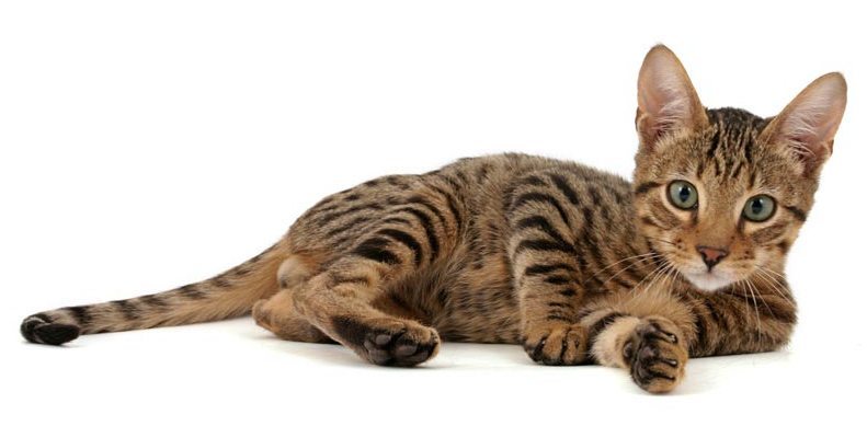 The most expensive cat breeds. Top 15 - cat, Animals, beauty, Top, Longpost