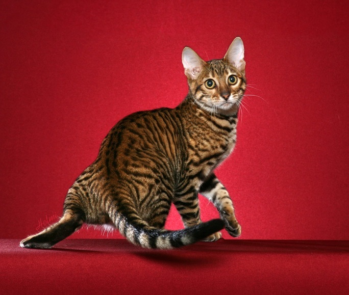 The most expensive cat breeds. Top 15 - cat, Animals, beauty, Top, Longpost