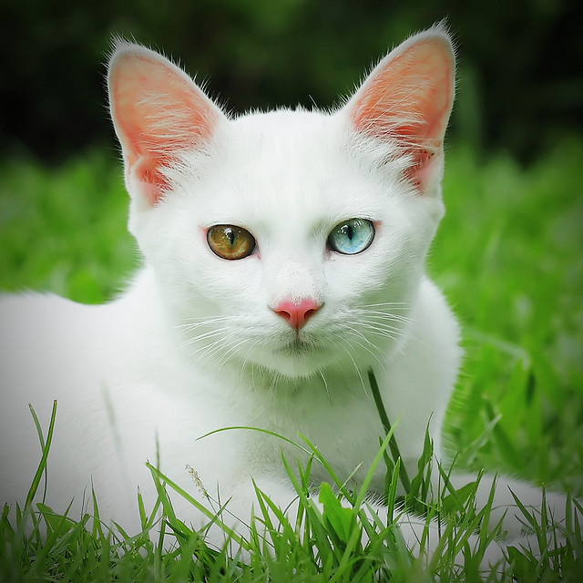 The most expensive cat breeds. Top 15 - cat, Animals, beauty, Top, Longpost