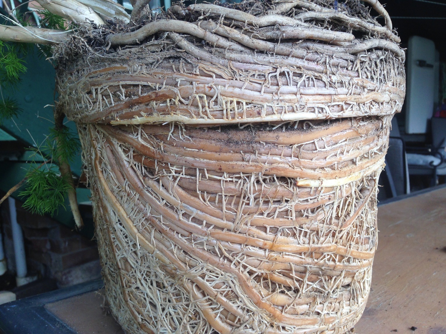 - Today I decided to transplant the tree into another pot - Roots, Tree, Photo, Not mine