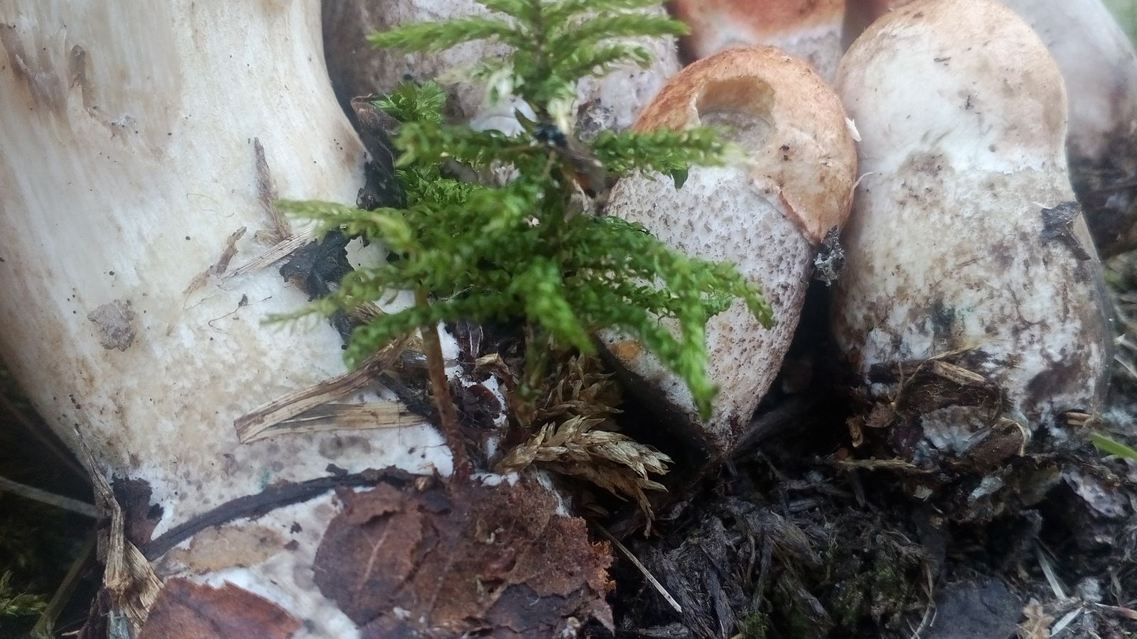 Summer mushroom catch. :3 - My, Forest, Mushrooms, Silent hunt, Summer, After the rain, Soup, My, Short post