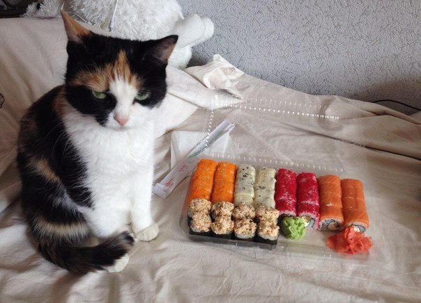 I asked Unagi maki, is it so hard to remember or what? - cat, Kotevkorobke, Rolls, Sushi, 