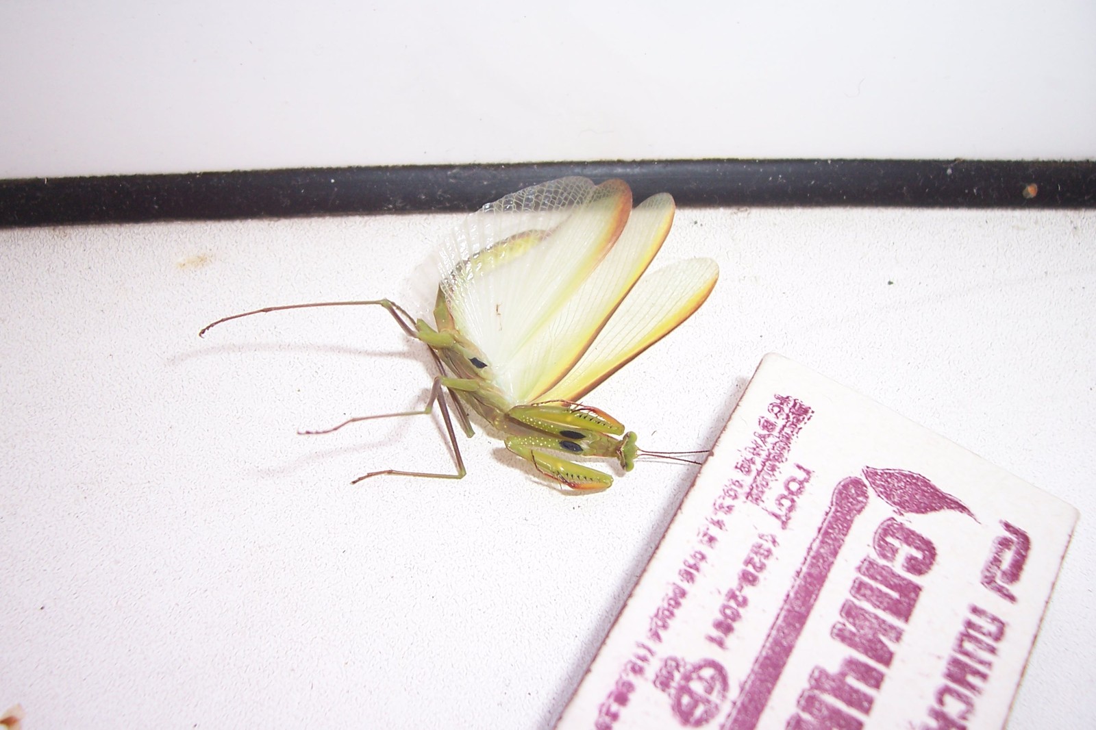 First meeting.. - My, Insects, Balcony, Longpost