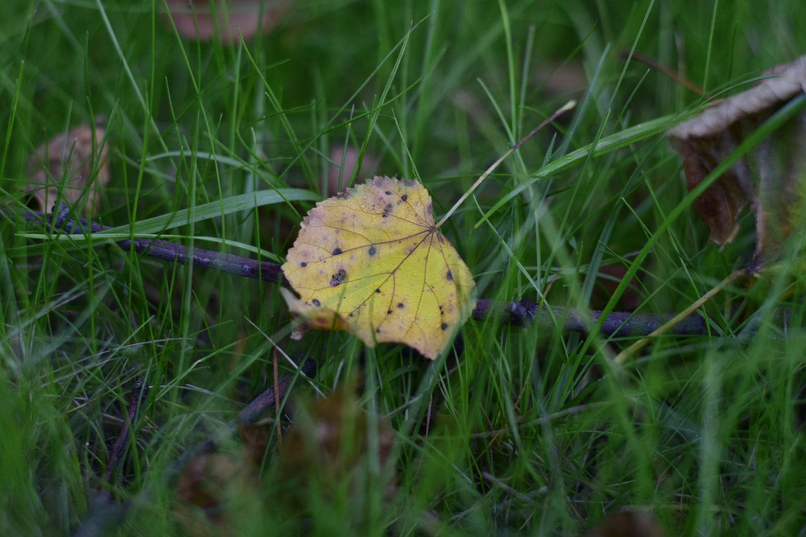 Breath of autumn - My, Nikon, Nikon d5300, Autumn, Foliage