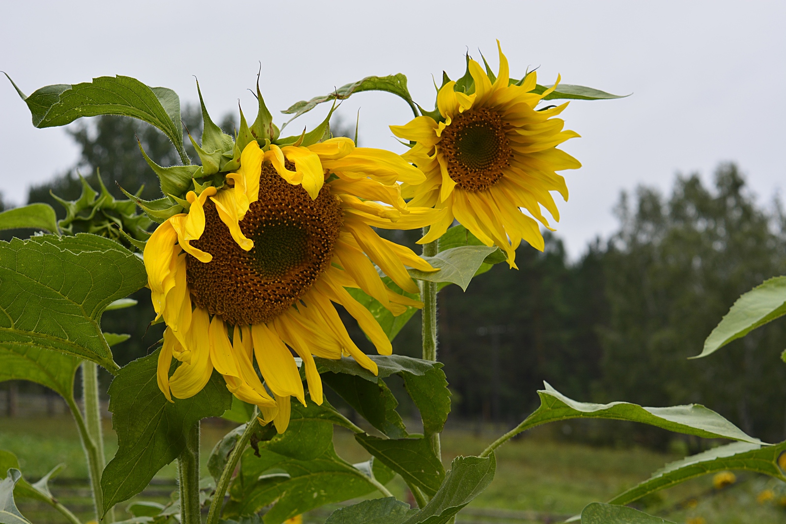 Summer colors - My, Summer colors, Photographer, Longpost