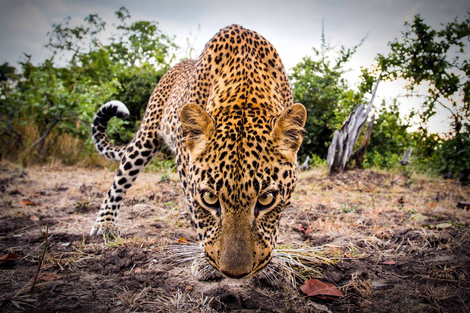 Predator's gaze - Leopard, Photo, Sight