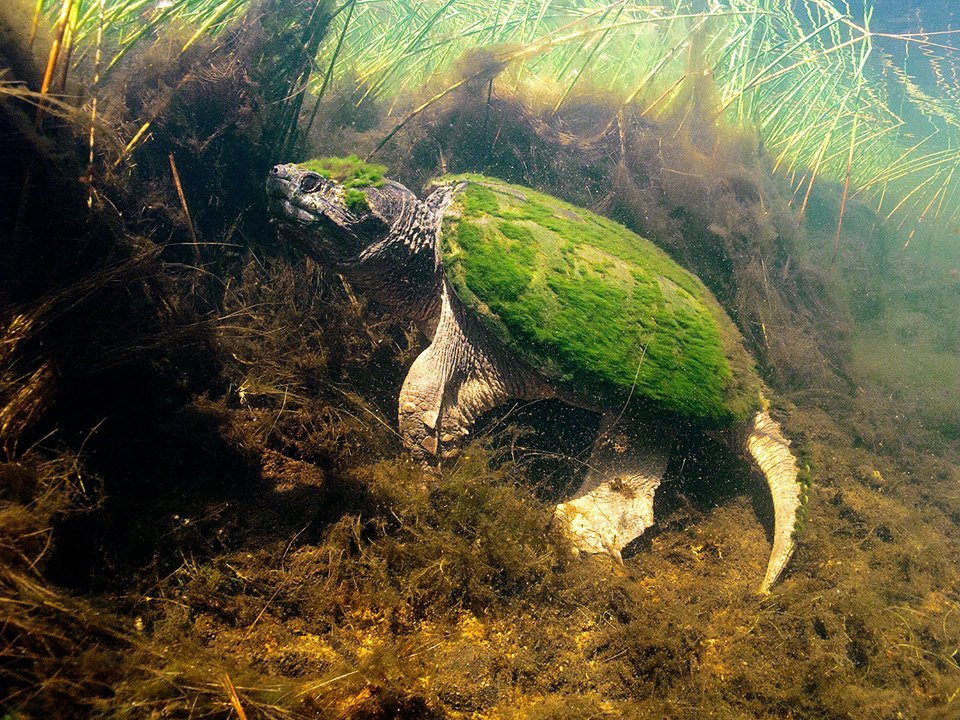 overgrown turtle - Turtle, Reptiles, Seaweed, Photo