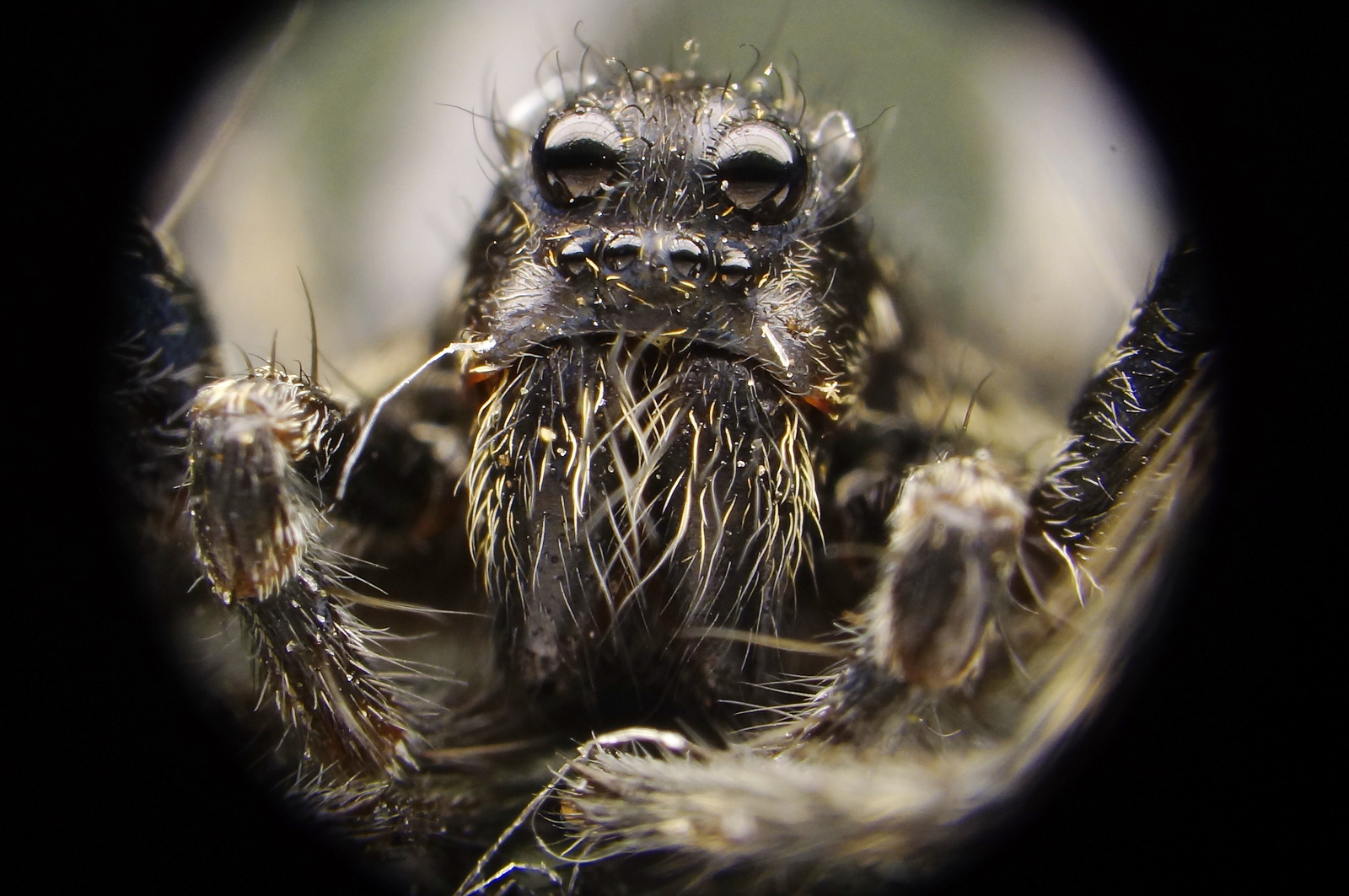 Again a photo on the changeling - My, Macro, Photo, The photo, , Insects, Spider, Macro photography