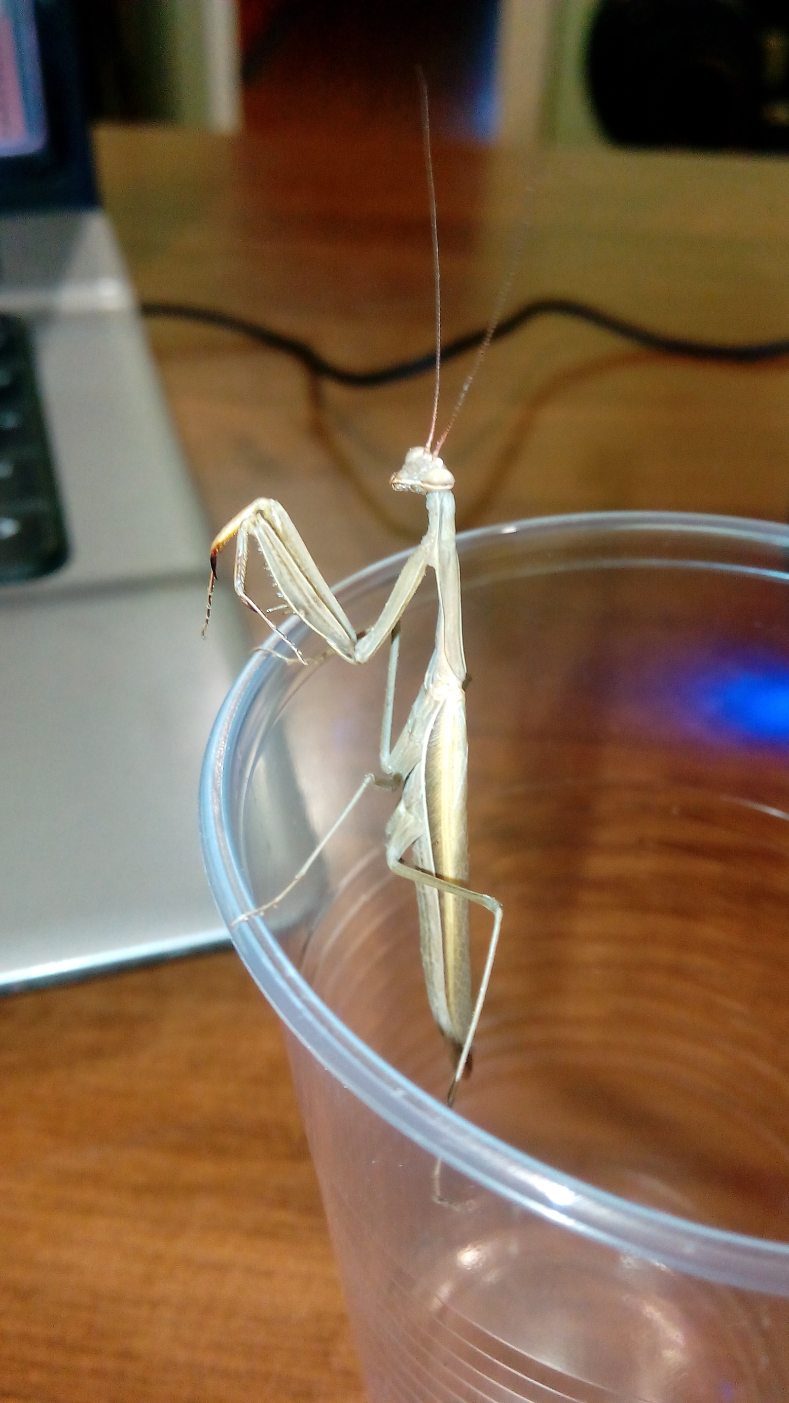 Speaking of mantises. - My, Mantis, Republic of Belarus, Minsk, , Longpost