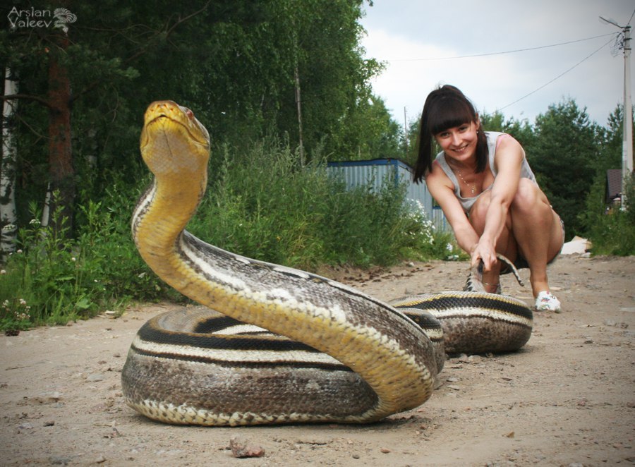 This python was called a striped worm, and he became a giant striped worm! - My, Snake, Python, Terrariumistics, Reticulated python, It Was-It Was, Longpost