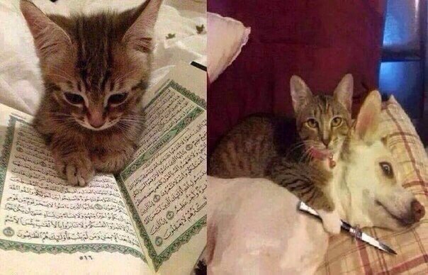 Cat terrorist. - cat, Террористы, Allah