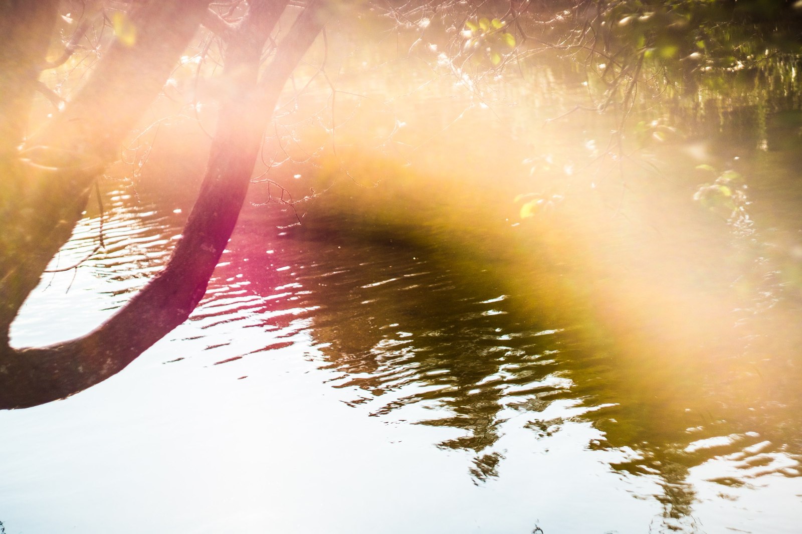 A little sun in your ribbon - My, The sun, Summer, Water, Light, Photo