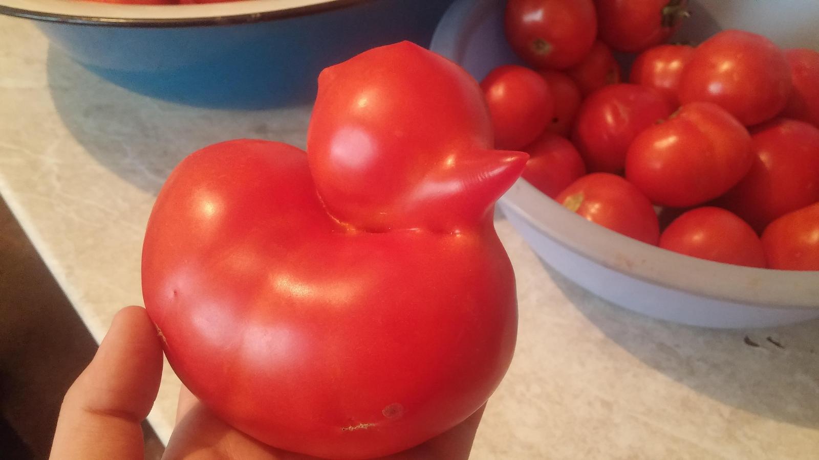This tomato looks like a duck - Tomatoes, Duck, Reddit