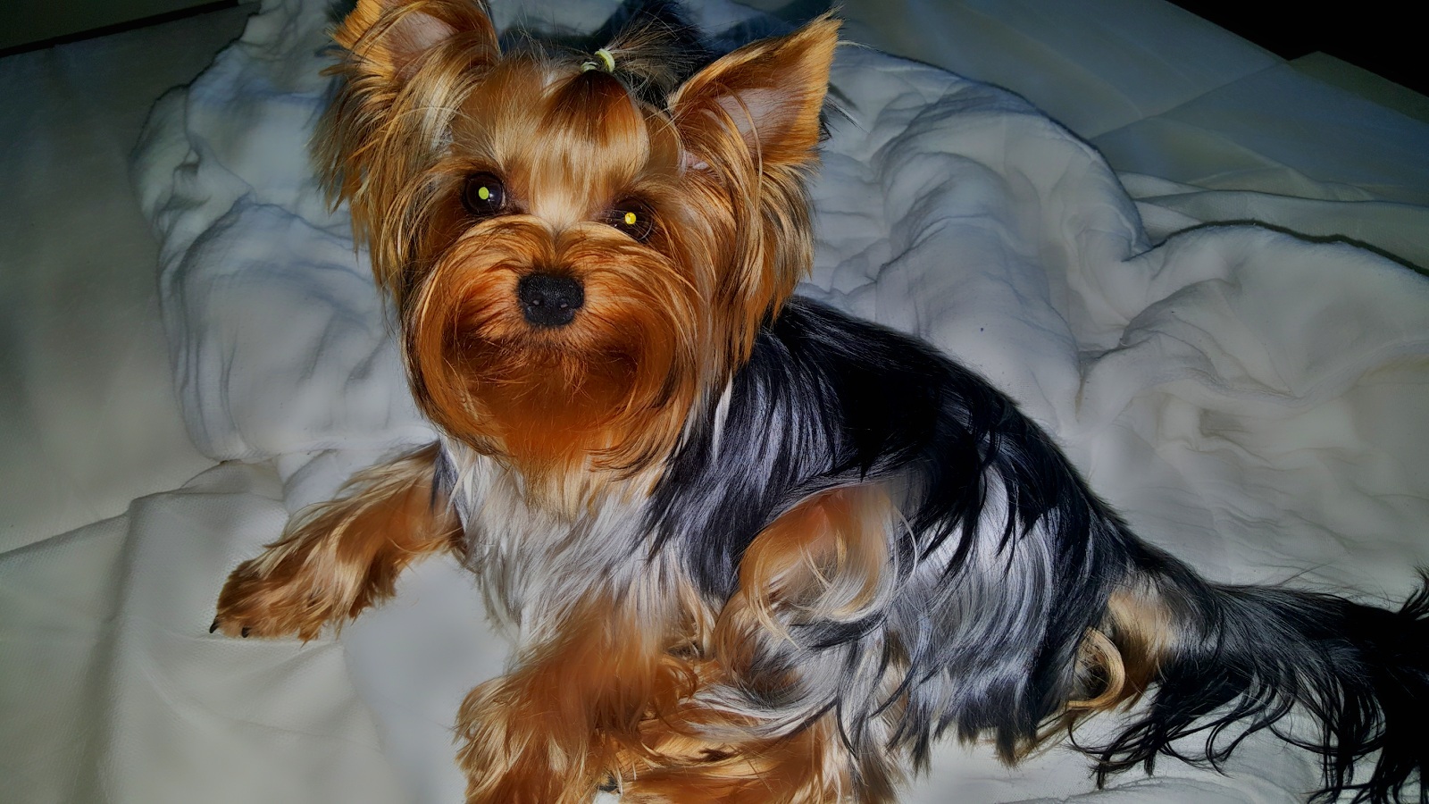 It was become - My, Animals, It Was-It Was, Yorkshire Terrier, Longpost