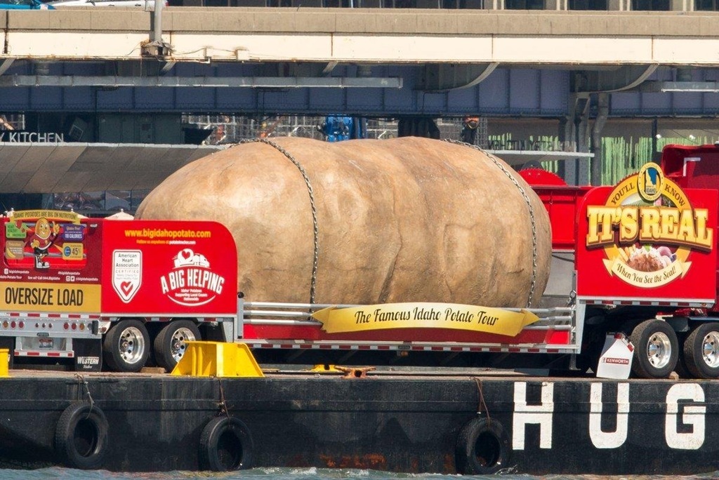 This giant potato, 72 feet long, arrived in New York yesterday. - Potato, Giants