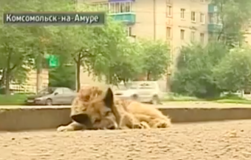 In Komsomolsk-on-Amur, a dog waited for its deceased owner for 12 years near the road - Hachiko, Dog, Loyalty, Devotion, Komsomolsk-on-Amur