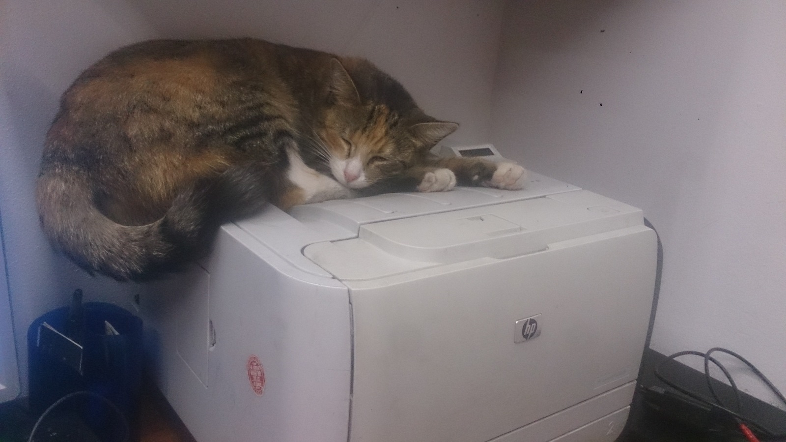 Printer temporarily unavailable - My, cat, Photo, Dream, Photo on sneaker