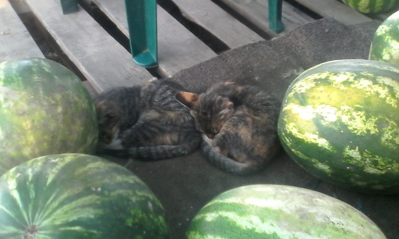 A dry tail, a clear striped pattern, a sound is heard when tapping, light weight with a large size ... Ripe) - cat, Watermelon, Photo, Humor