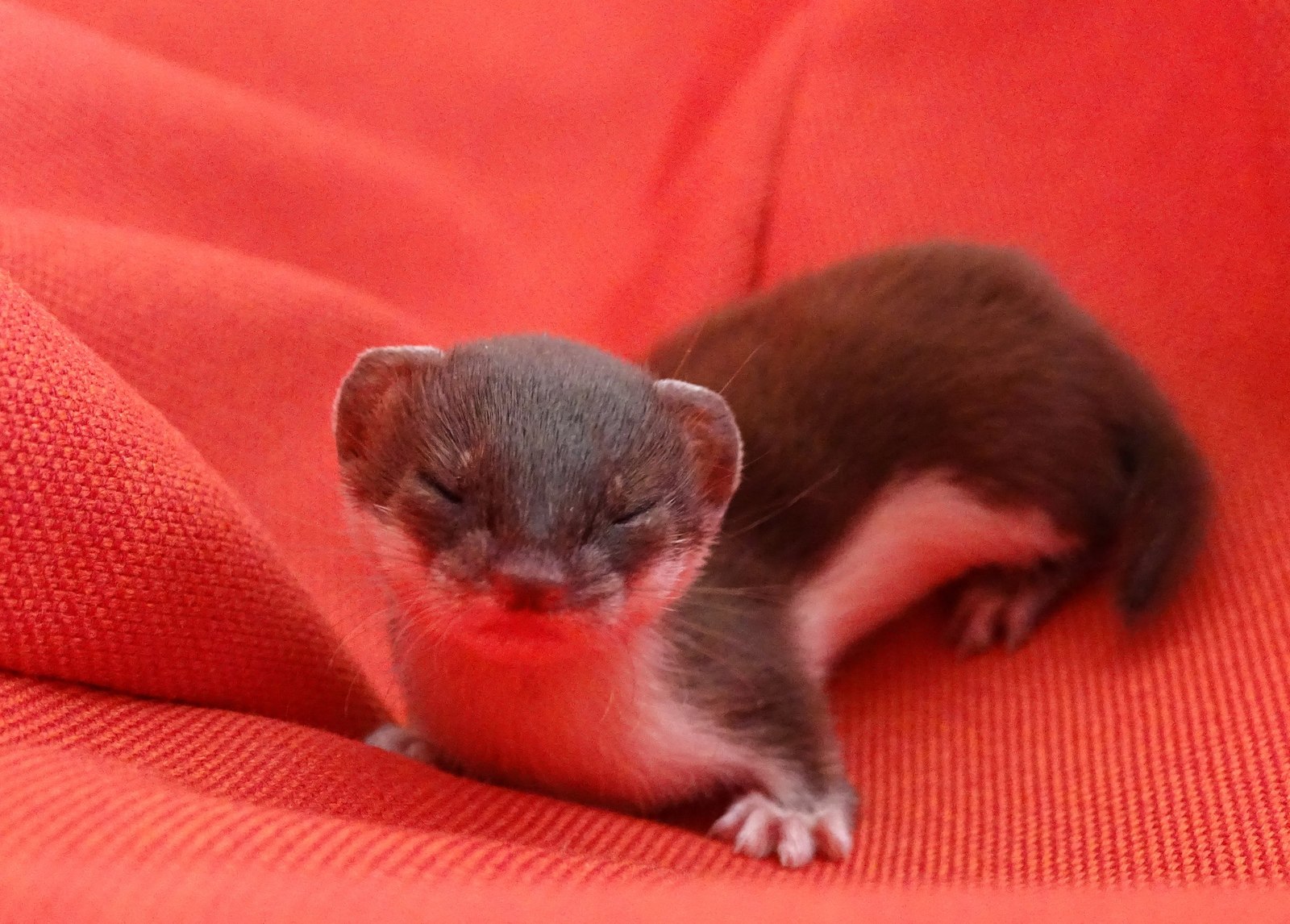 A little sweetness =) - Weasel, , , Animals, Photo, Pictures and photos, Images, The photo