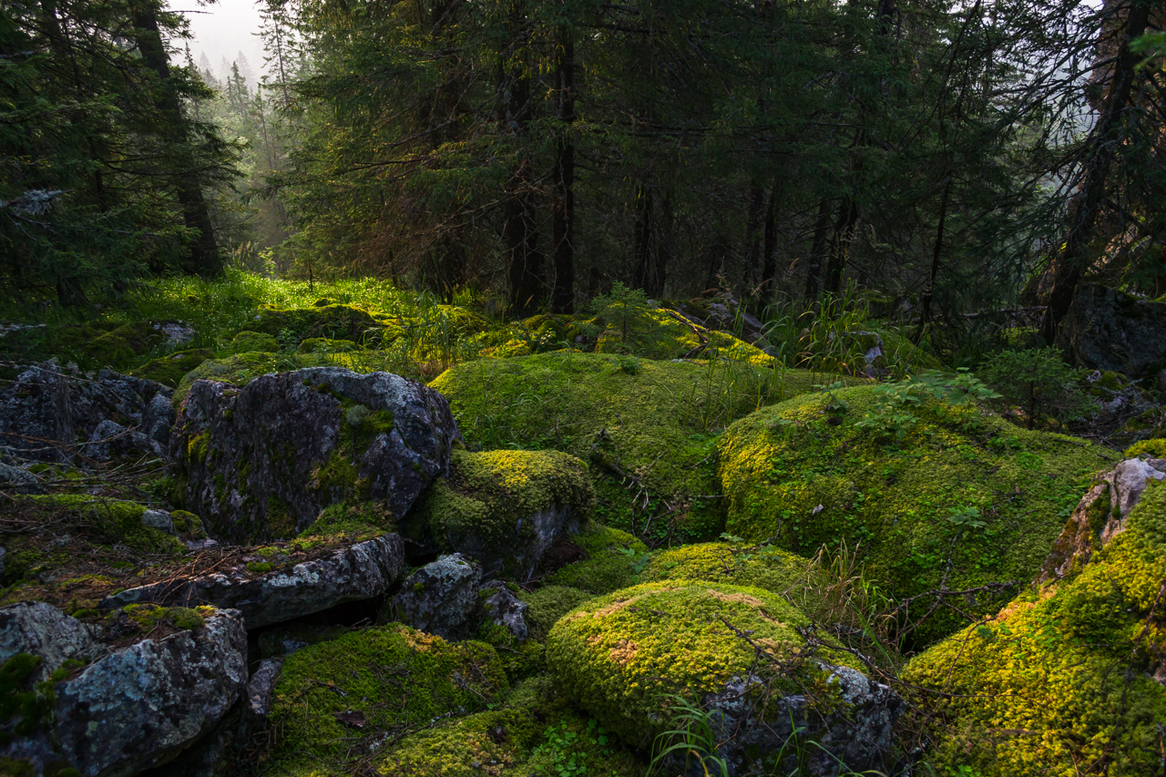 moss land - My, Moss, Forest, Nature, Longpost