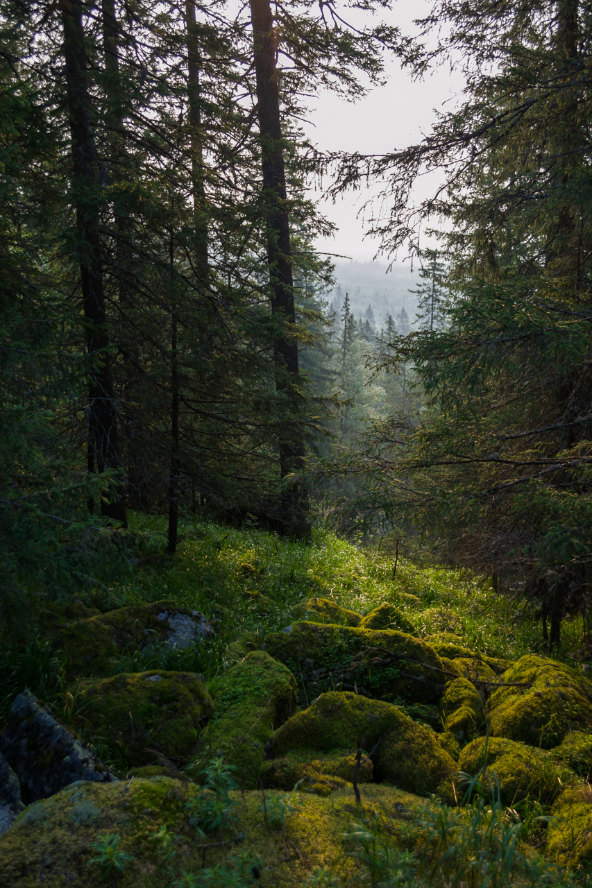 moss land - My, Moss, Forest, Nature, Longpost