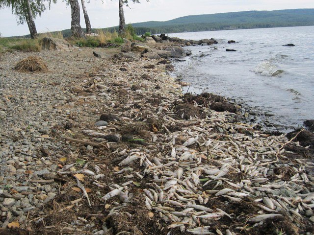 Nizhny Tagil. Shores of the Chernoistochinsky reservoir - supplier of drinking water for citizens. - Water, Ecology, , Health, Tagil, Yummy, Ear, Longpost