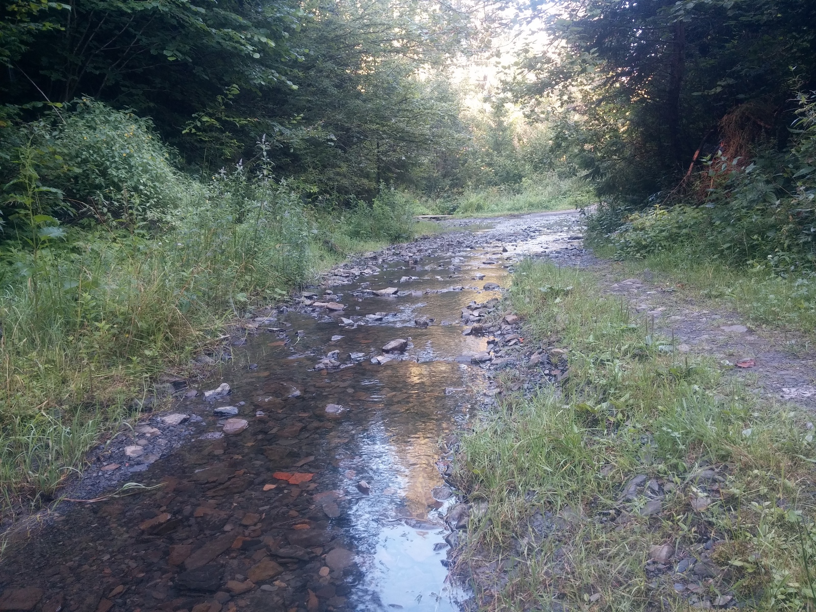 It's so lucky... - My, Photo, Nature, Travels, Carpathians, Longpost