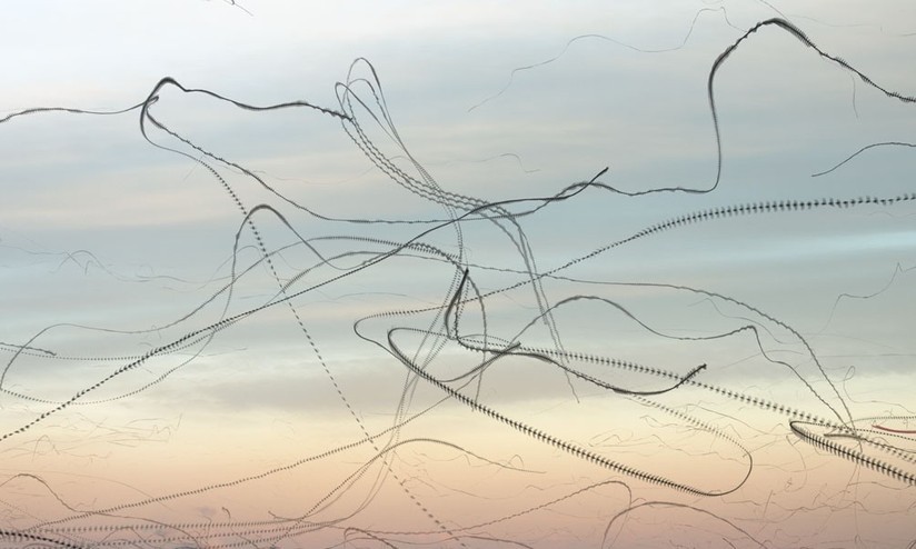 Movement of birds in flight - Birds, Flight, Longpost, Multiple exposure, Chronophotography, The photo