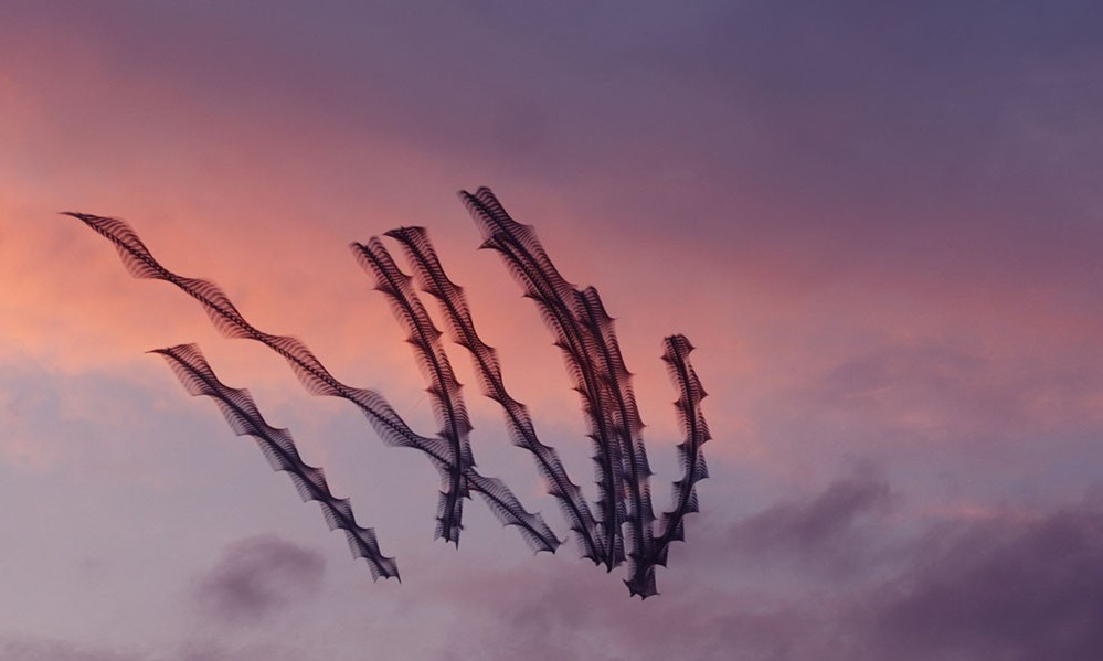 Movement of birds in flight - Birds, Flight, Longpost, Multiple exposure, Chronophotography, The photo