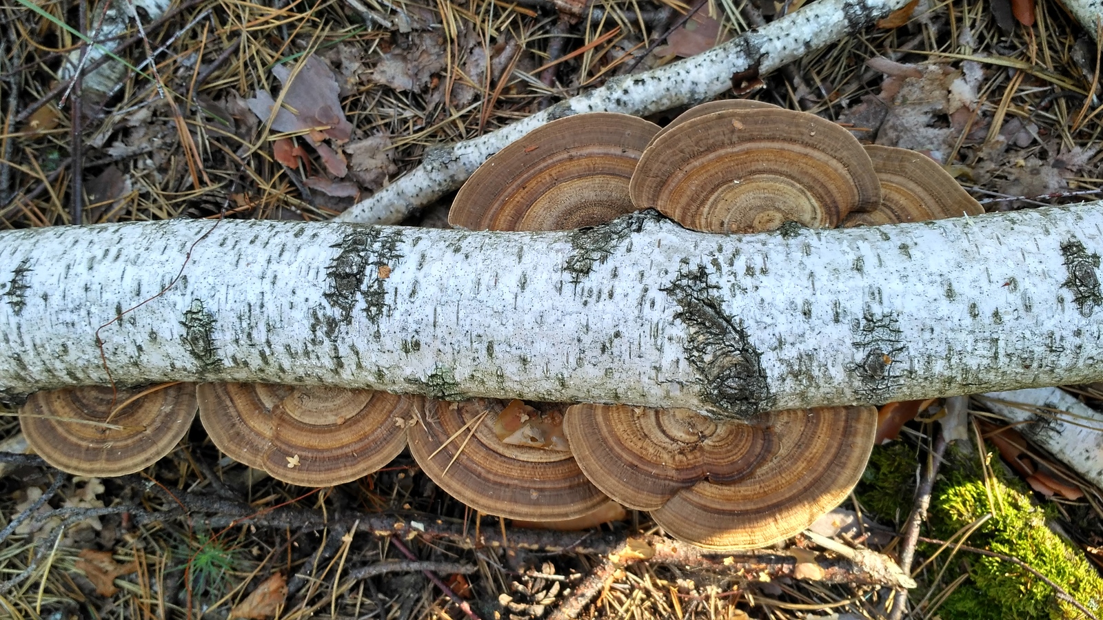 Космические грибы | Пикабу
