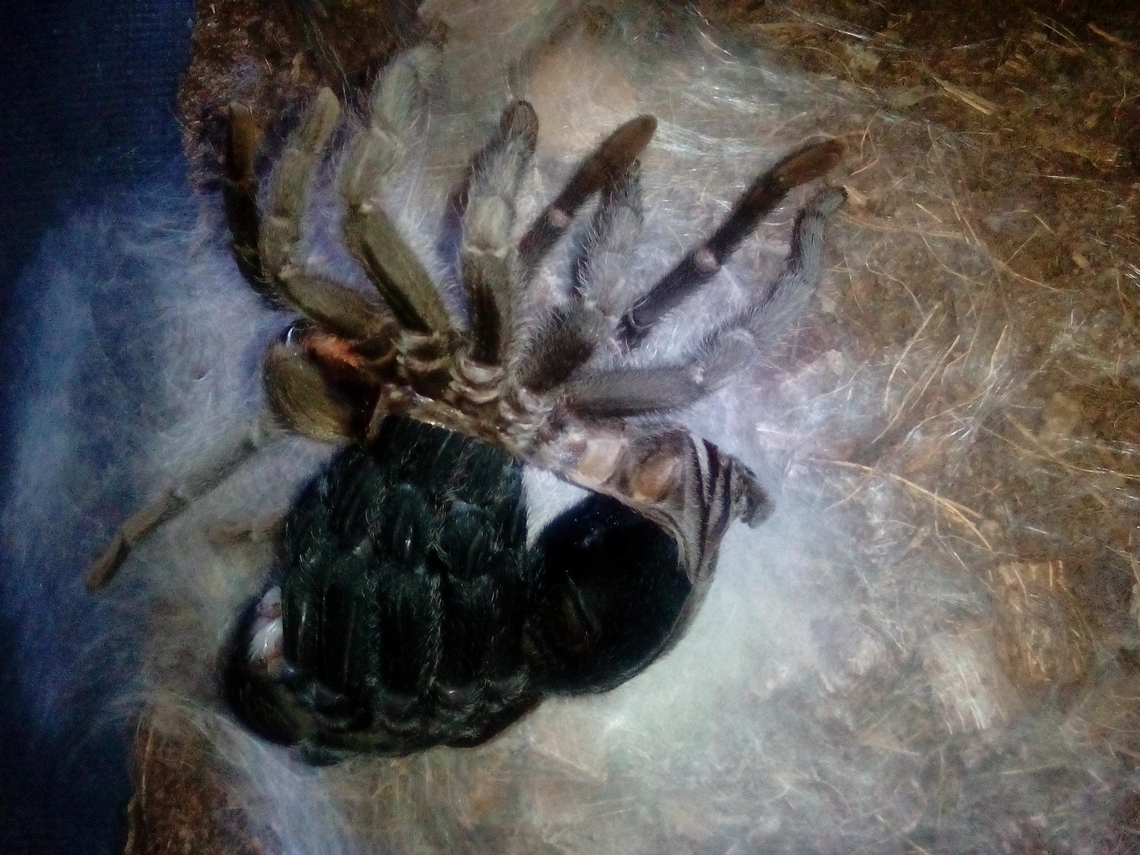 Looks like my pet is broken... - My, Spider, , Molting, Longpost