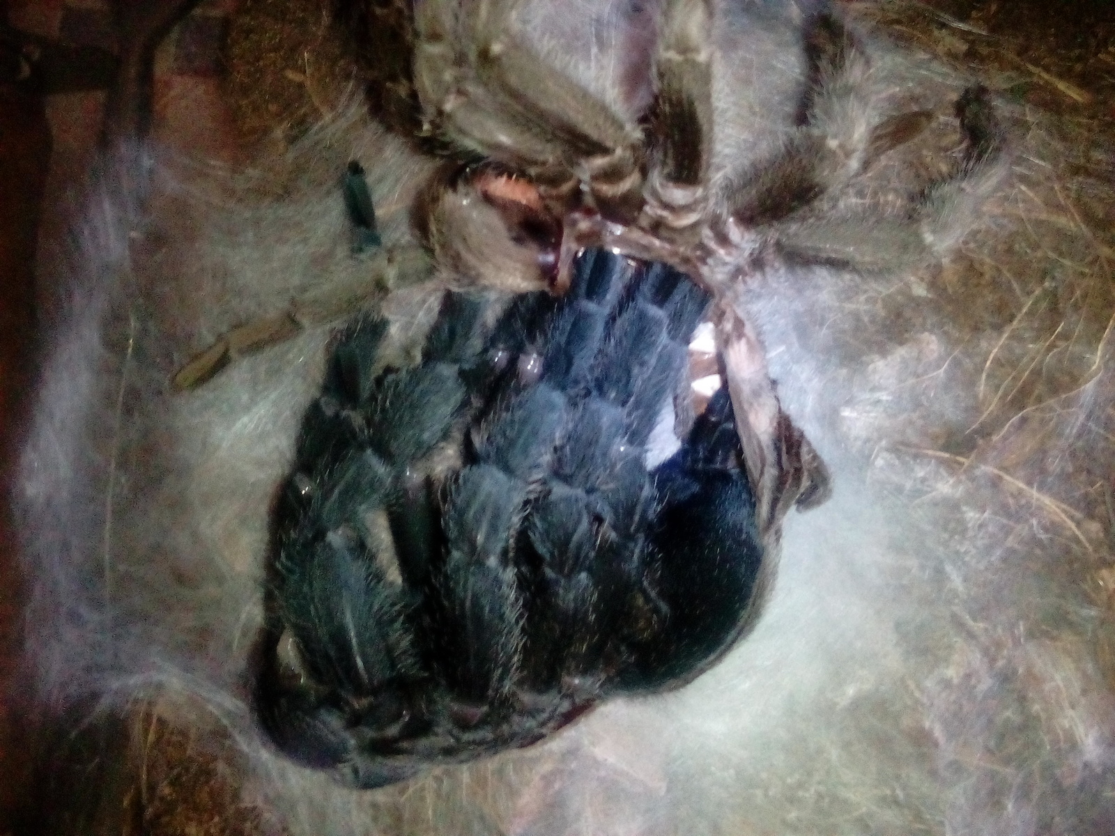 Looks like my pet is broken... - My, Spider, , Molting, Longpost