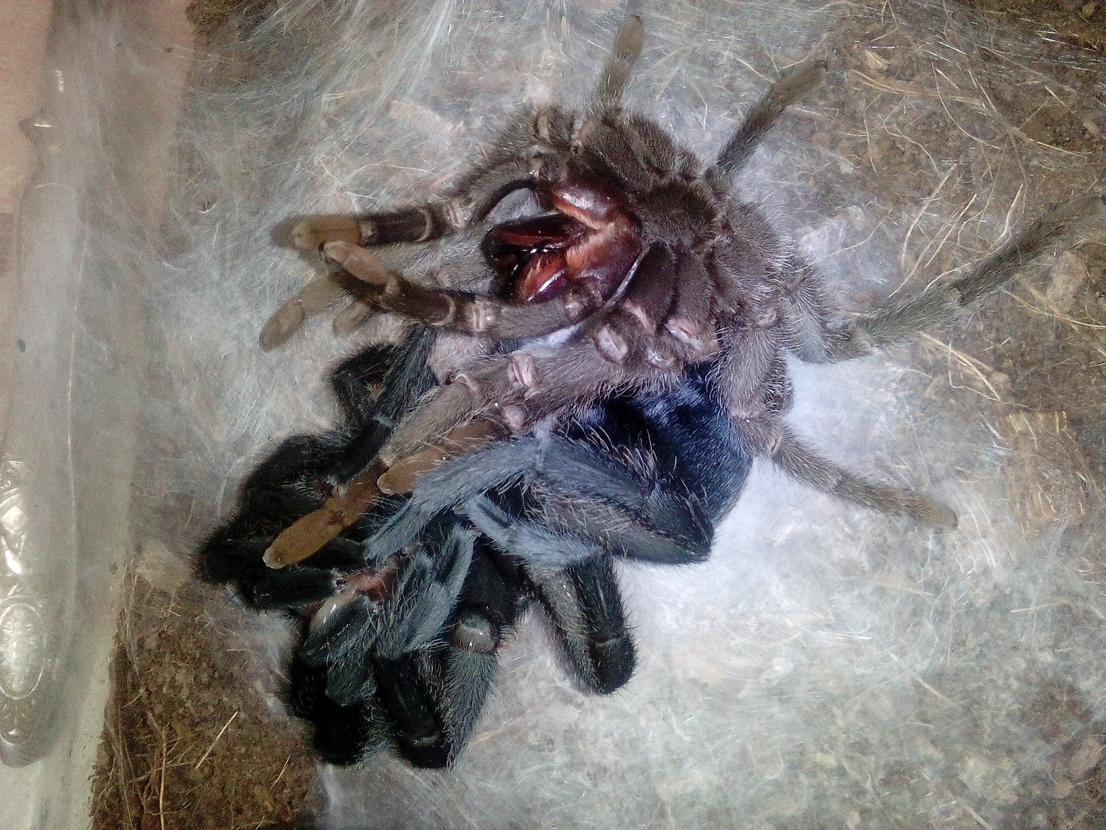 Looks like my pet is broken... - My, Spider, , Molting, Longpost