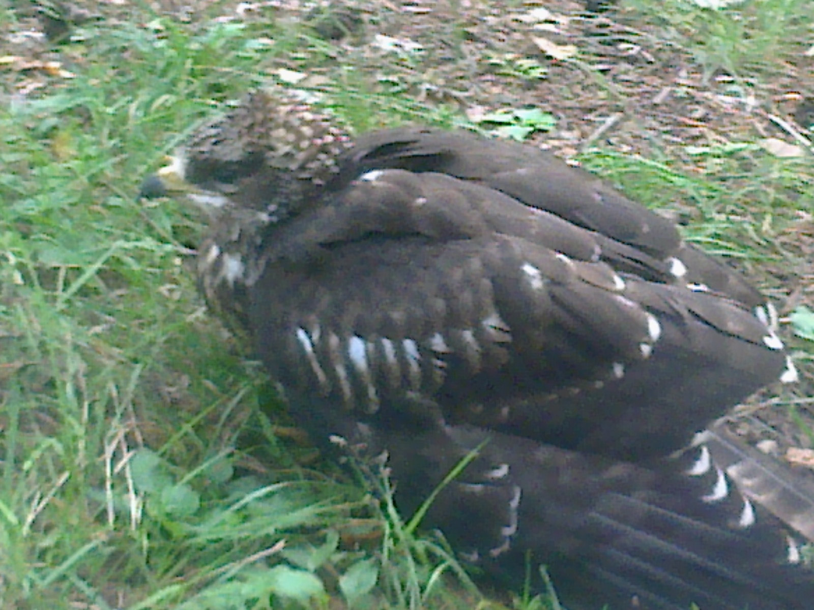 Bird on a forest topinka - My, Birds, Forest, Hawk, Falcon, , Video