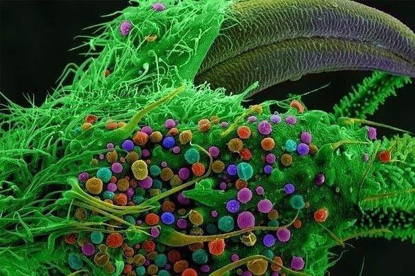 конопля под микроскопом фото