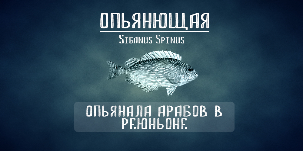 Галлюциногенные рыбы. Часть 1 - Моё, Рыба, Галлюцинации, Длиннопост