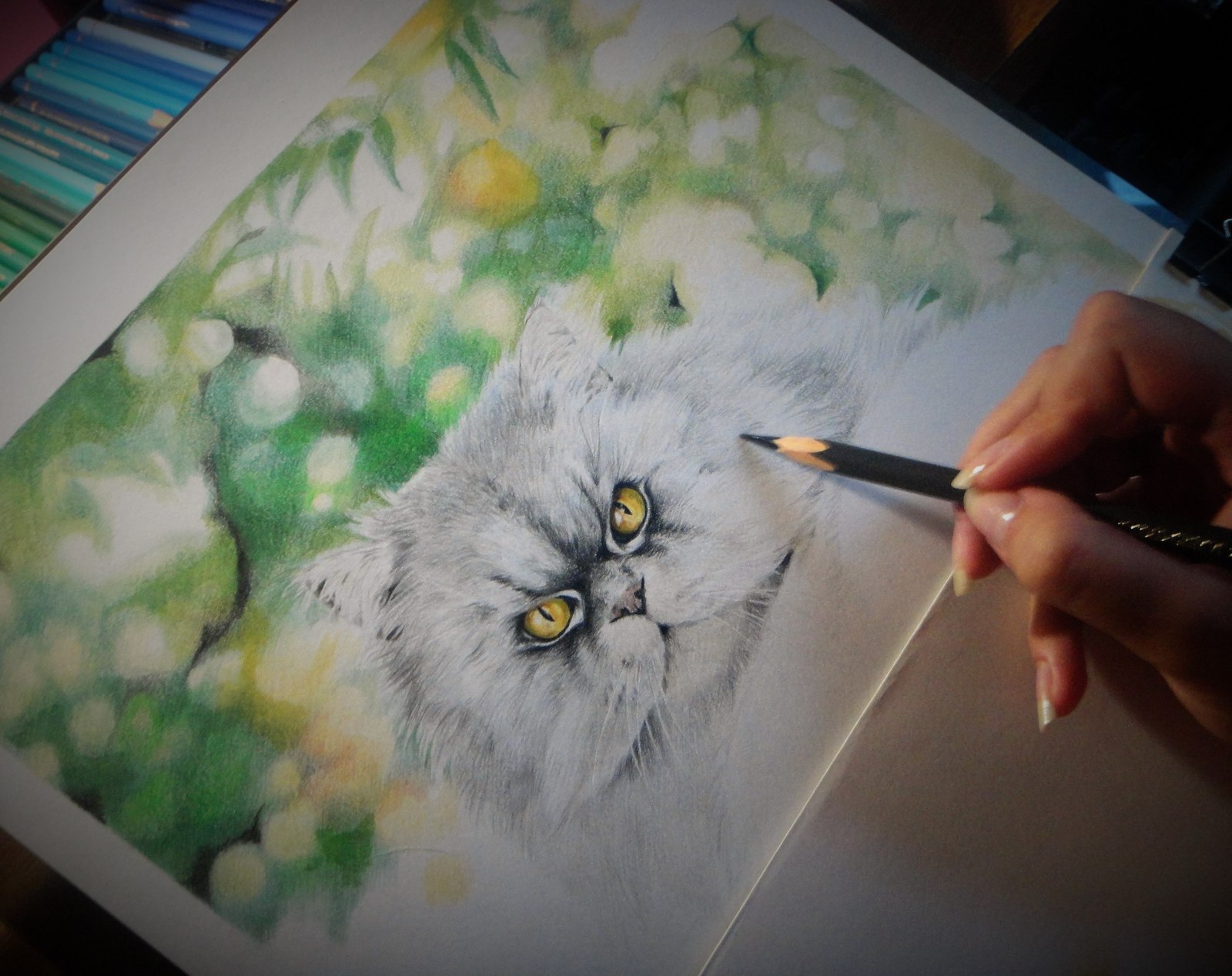 Persian cat (process) - My, cat, , Drawing, Colour pencils, Persian cat