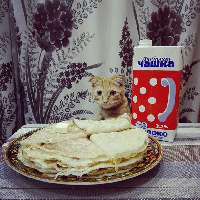 Year on Russian-made goods (and the cat there too) No. 15 - My, Everyday life, cat, Russian production, Pancakes, Made in Russia, Russia, Milk