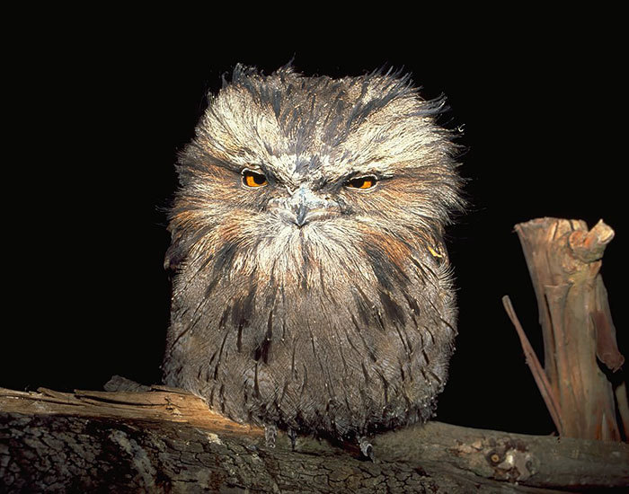 Smoky frogmouth) - Frog, Milota, Birds, Longpost