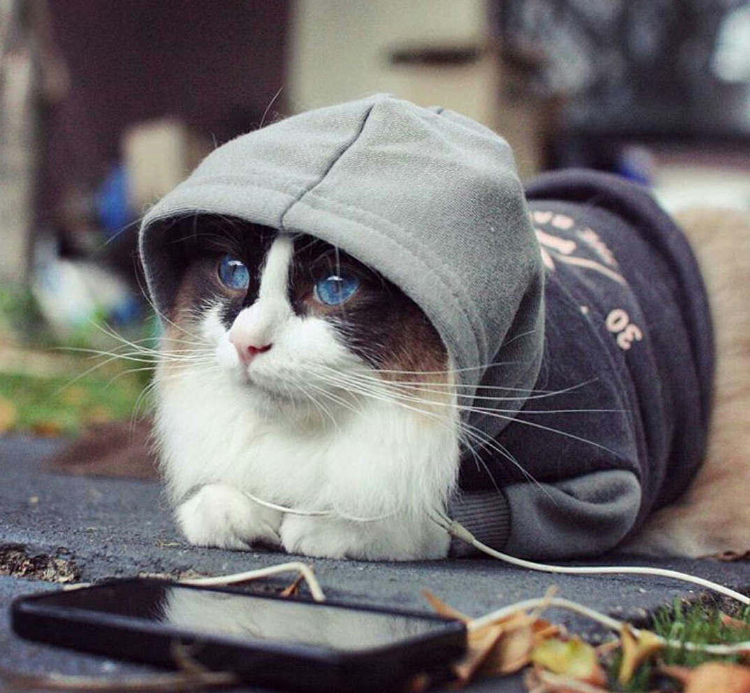 Music is my drug! - cat, Kotevkorobke, Music, Drugs