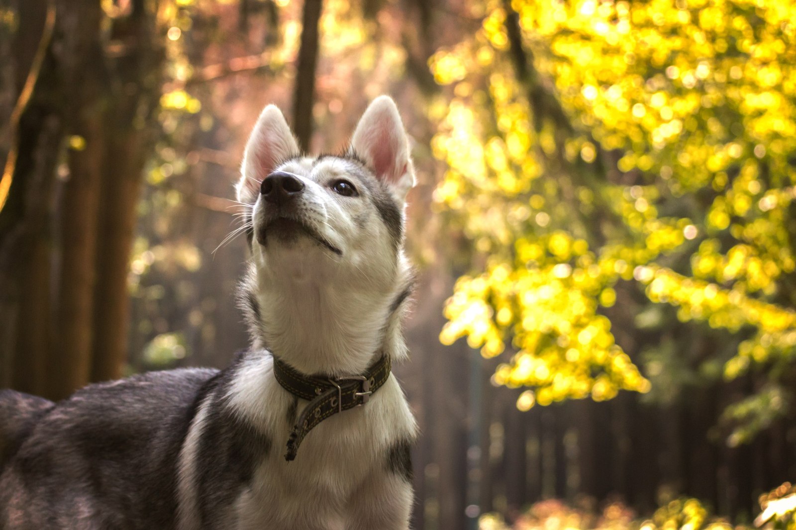 In the woods - Dog, Husky, Forest, Photo, Animals, Longpost