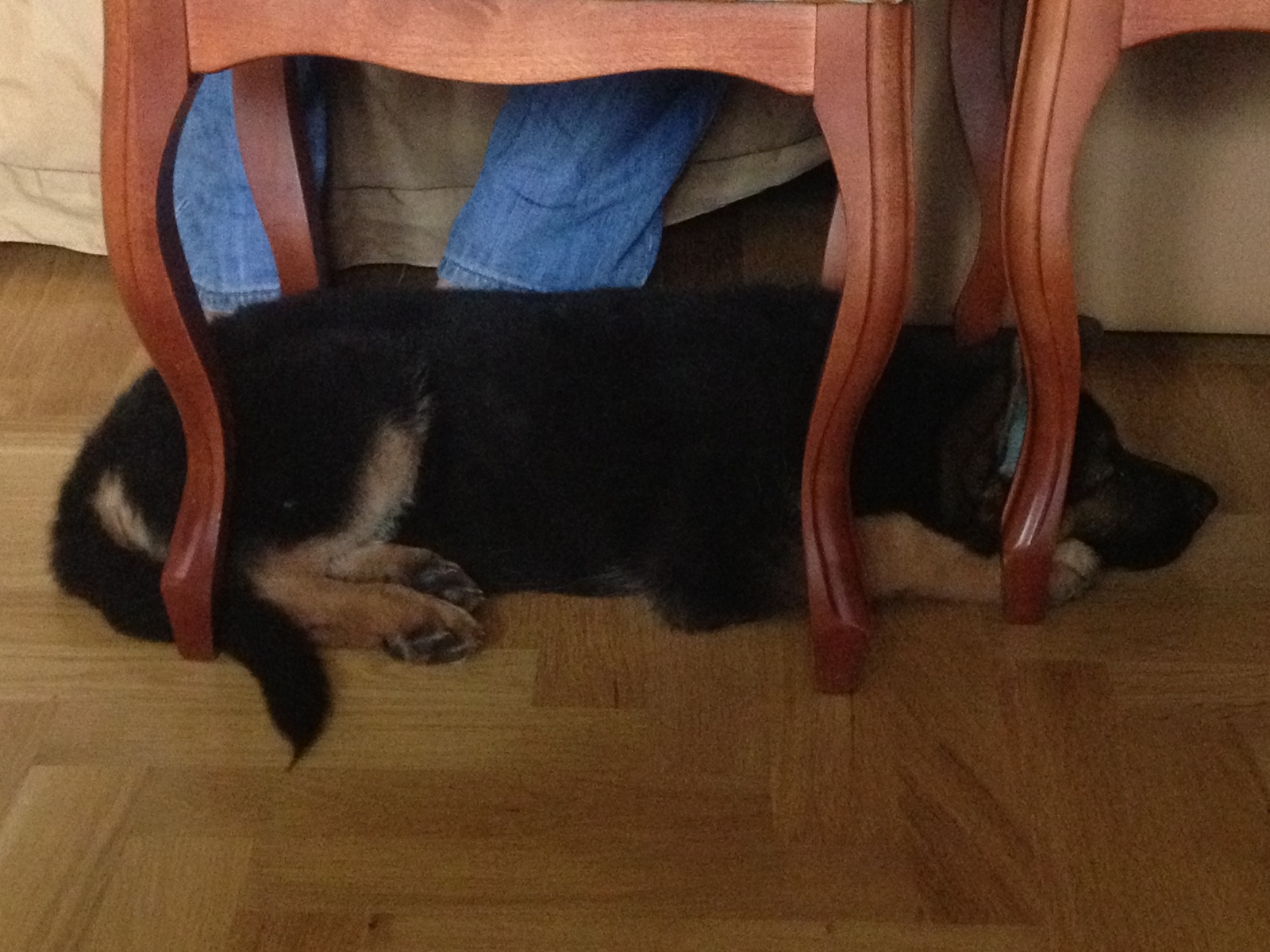 I feel so comfortable...) time goes by, habits don't change... - My, German Shepherd, Puppies, Habits, Longpost