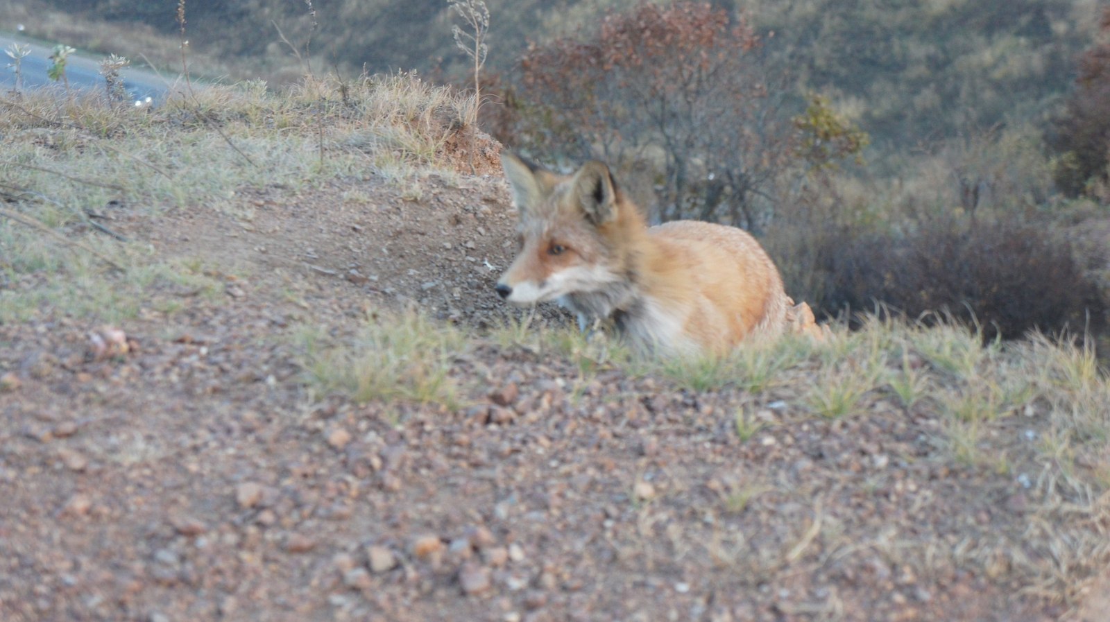 Meeting - My, Meeting, Fox, Walk