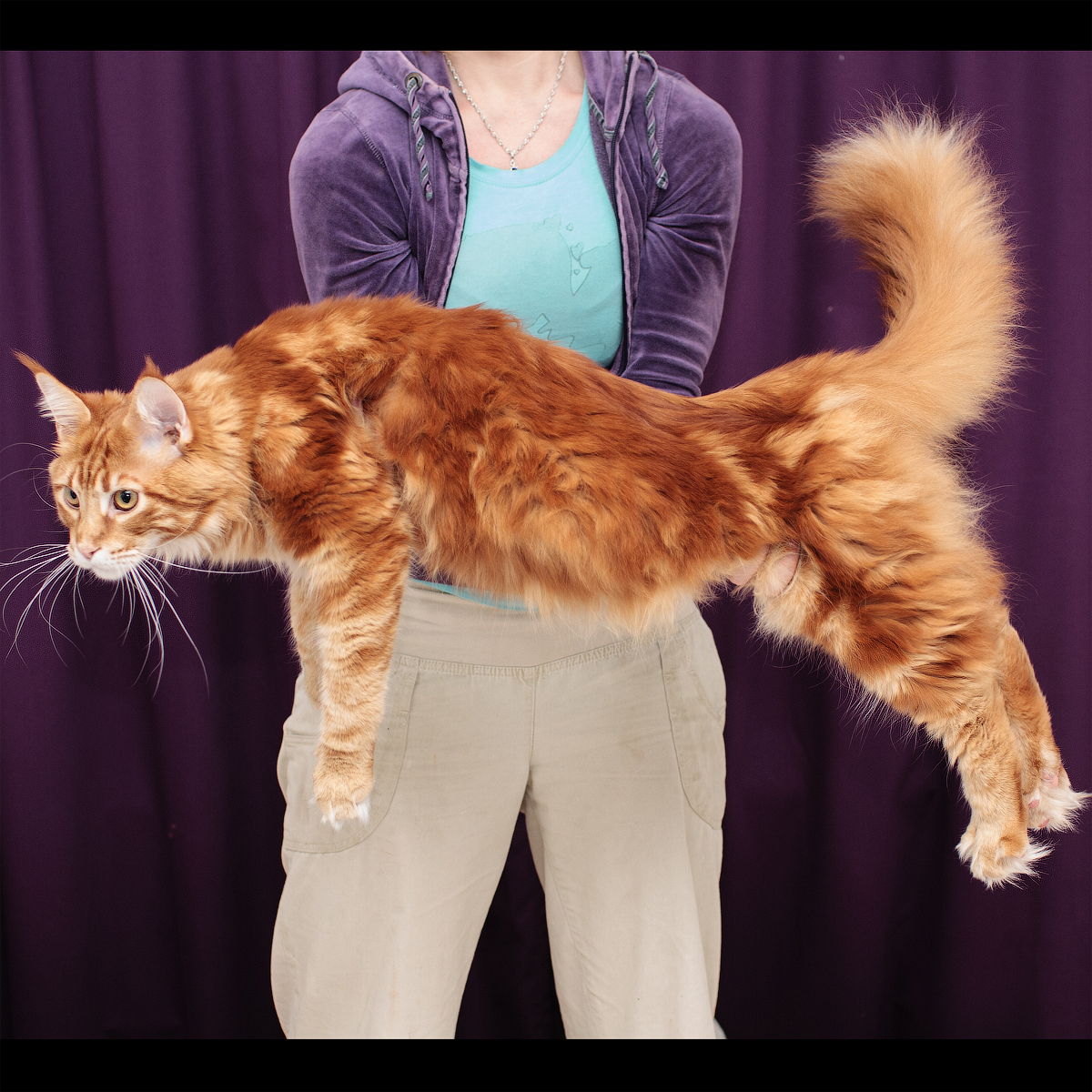 Cat lovers. - My, cat, Maine Coon, Longpost