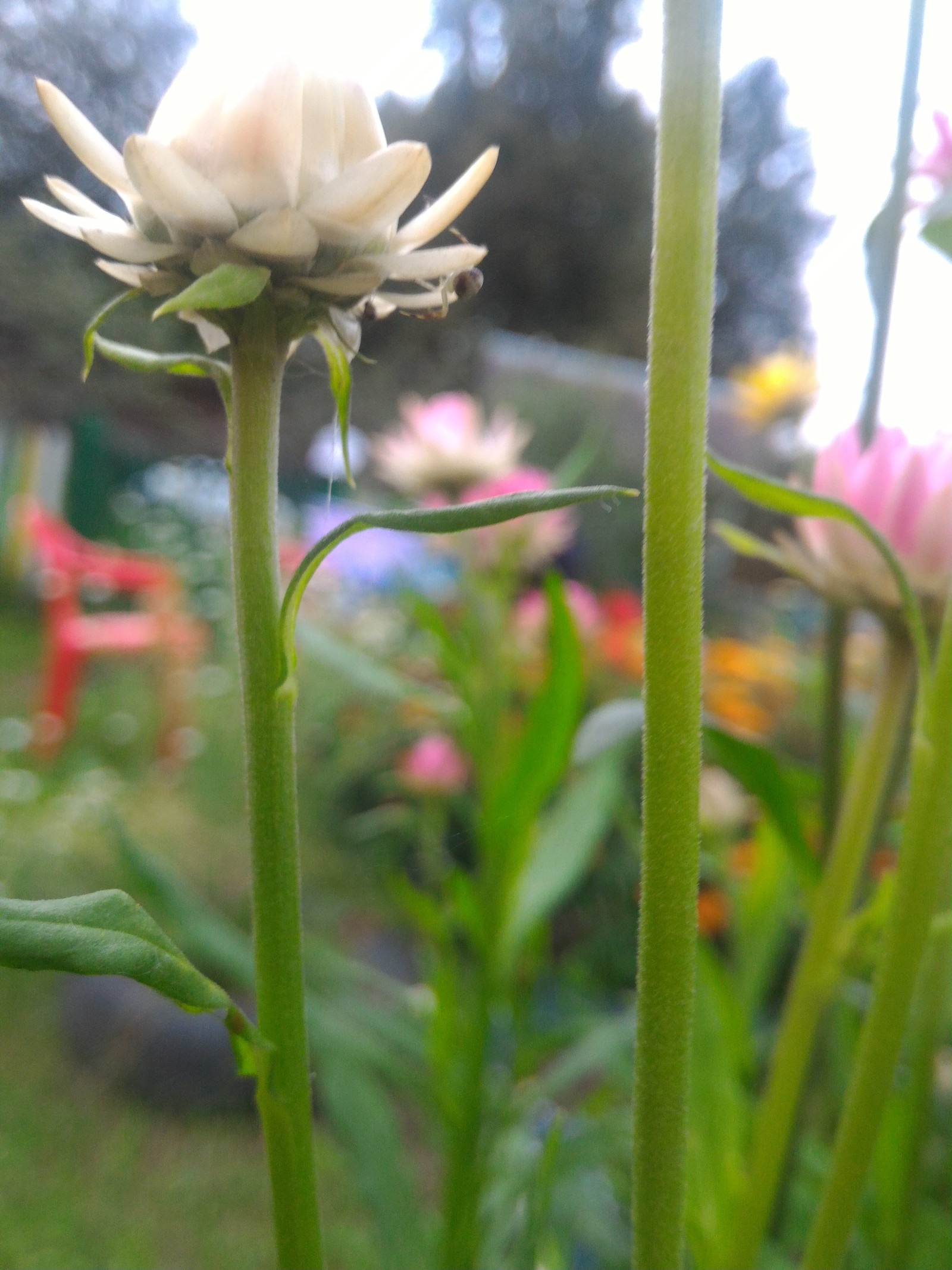 Crab spiders, they and sidewalkers - My, Spider, Flowers, Photo, beauty of nature, Longpost