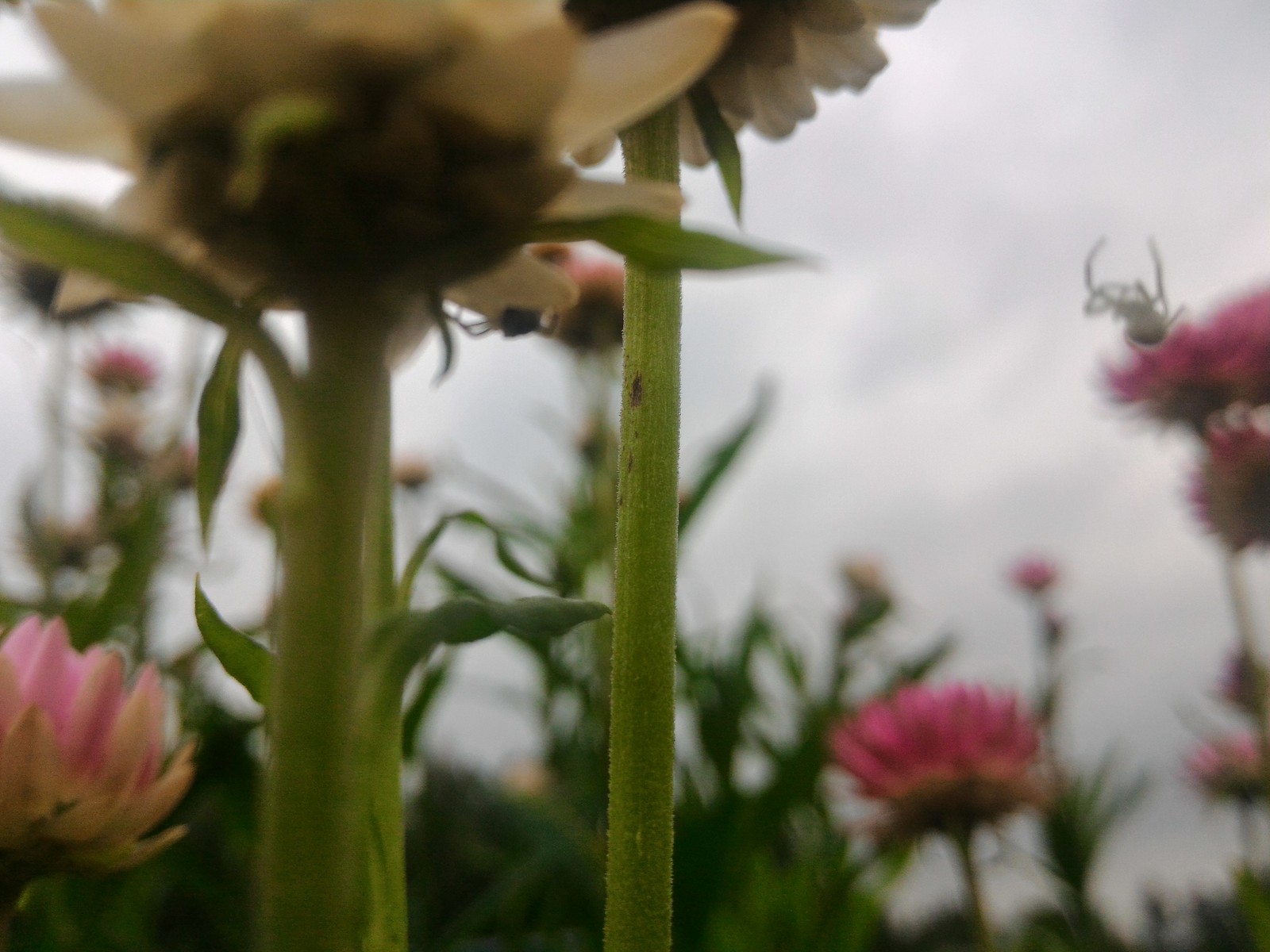 Crab spiders, they and sidewalkers - My, Spider, Flowers, Photo, beauty of nature, Longpost